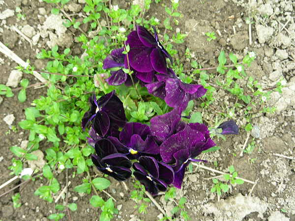 pansy in flower